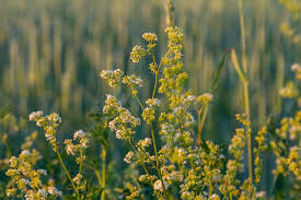 Attēlu rezultāti vaicājumam “Galium album”