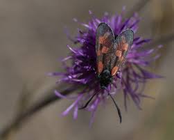 Attēlu rezultāti vaicājumam “Zygaena lonicerae”