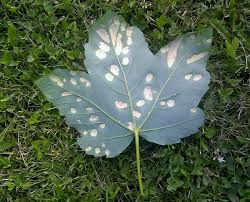 Attēlu rezultāti vaicājumam “Acer pseudoplatanus fo. purpurascens leaf”