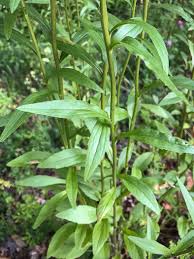 Attēlu rezultāti vaicājumam “Erigeron annuus leaf”