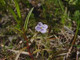 Attēlu rezultāti vaicājumam “Veronica scutellata flower”