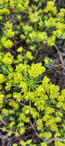 Attēlu rezultāti vaicājumam “Euphorbia cyparissias flower”