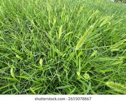 Attēlu rezultāti vaicājumam “Setaria viridis”