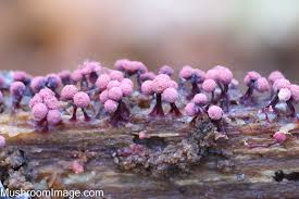 Attēlu rezultāti vaicājumam “Cribraria pertenuis macro”