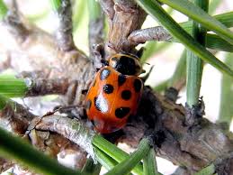 Attēlu rezultāti vaicājumam “Hippodamia tredecimpunctata”