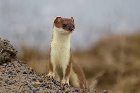 Attēlu rezultāti vaicājumam “Mustela erminea”