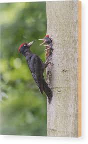 Attēlu rezultāti vaicājumam “Dryocopus martius”