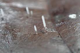 Attēlu rezultāti vaicājumam “Typhula setipes”