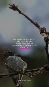 Image result for FOTO DE PAZ