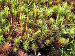 Attēlu rezultāti vaicājumam “Polytrichum juniperinum”