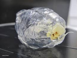 Attēlu rezultāti vaicājumam “Phronia sp.”