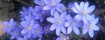 Attēlu rezultāti vaicājumam “Hepatica nobilis fruit”