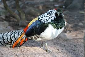 Image result for Chrysolophus amherstiae