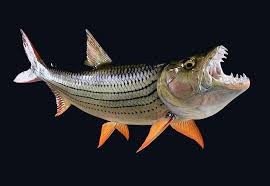 Image result for Goliath Tigerfish