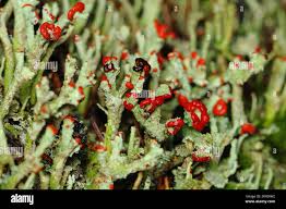 Attēlu rezultāti vaicājumam “Cladonia coccifera”