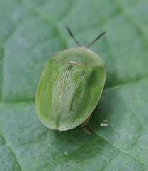 Attēlu rezultāti vaicājumam “Cassida”