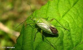 Attēlu rezultāti vaicājumam “Closterotomus biclavatus imago”