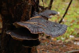 Attēlu rezultāti vaicājumam “Ischnoderma benzoinum”