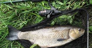 Image result for Braintree Sea Angling Club