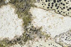 Attēlu rezultāti vaicājumam “Lecanora chlarotera”