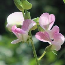 Attēlu rezultāti vaicājumam “Lathyrus latifolius leaf”