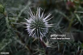 Attēlu rezultāti vaicājumam “Echinops sphaerocephalus leaf”