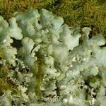 Attēlu rezultāti vaicājumam “Cetrelia olivetorum”