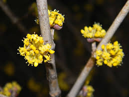 Attēlu rezultāti vaicājumam “Cornus mas flower”