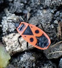 Attēlu rezultāti vaicājumam “Pyrrhocoris apterus imago”