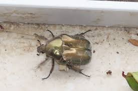 Attēlu rezultāti vaicājumam “Potosia cuprea imago”