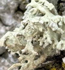 Attēlu rezultāti vaicājumam “Hypogymnia tubulosa”