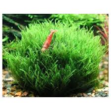 Attēlu rezultāti vaicājumam “Amblystegium serpens sporophyte”