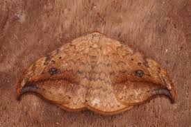 Attēlu rezultāti vaicājumam “Drepana falcataria”