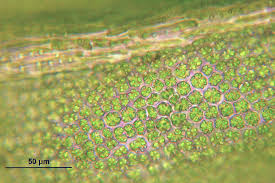 Attēlu rezultāti vaicājumam “Anomodon viticulosus”