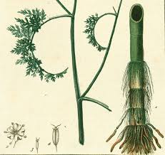 Attēlu rezultāti vaicājumam “Oenanthe aquatica fruit”