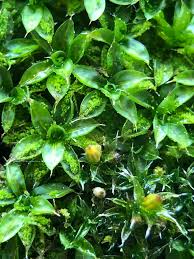 Attēlu rezultāti vaicājumam “Syntrichia papillosa”