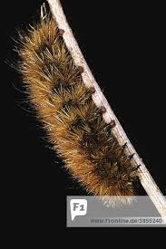 Attēlu rezultāti vaicājumam “Phragmatobia fuliginosa larva”