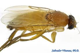 Attēlu rezultāti vaicājumam “Phoridae”