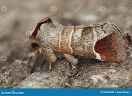 Attēlu rezultāti vaicājumam “Clostera curtula”