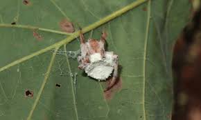 Attēlu rezultāti vaicājumam “Torrubiella arachnophila”