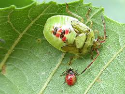 Attēlu rezultāti vaicājumam “Elasmostethus interstinctus imago”