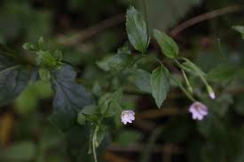 Attēlu rezultāti vaicājumam “Epilobium montanum leaf”
