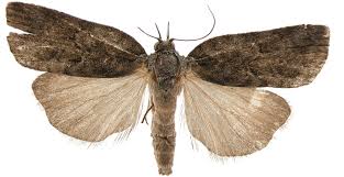 Attēlu rezultāti vaicājumam “Nycteola degenerana”