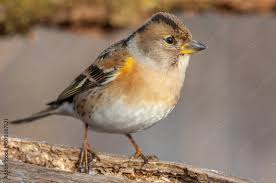 Attēlu rezultāti vaicājumam “Fringilla montifringilla female”