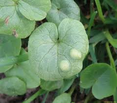 Attēlu rezultāti vaicājumam “Urocystis anemones”