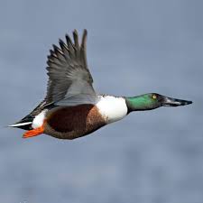 Attēlu rezultāti vaicājumam “Anas clypeata”