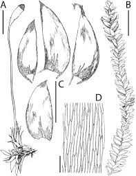 Attēlu rezultāti vaicājumam “Plagiothecium sp.”