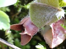 Attēlu rezultāti vaicājumam “Asarum europaeum flower”