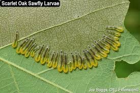 Attēlu rezultāti vaicājumam “Scardia boletella pupa”