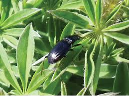 Attēlu rezultāti vaicājumam “Nebria brevicollis”